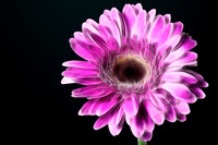 Pink Flower on Black