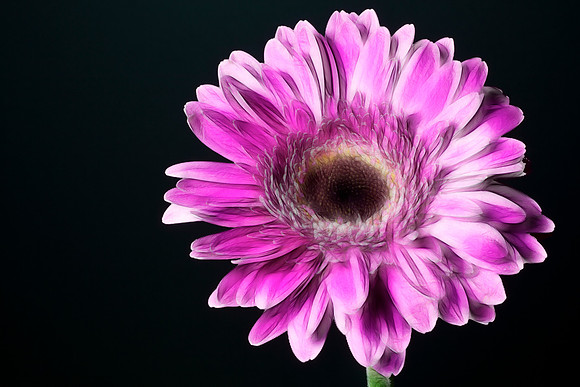 Pink Flower on Black